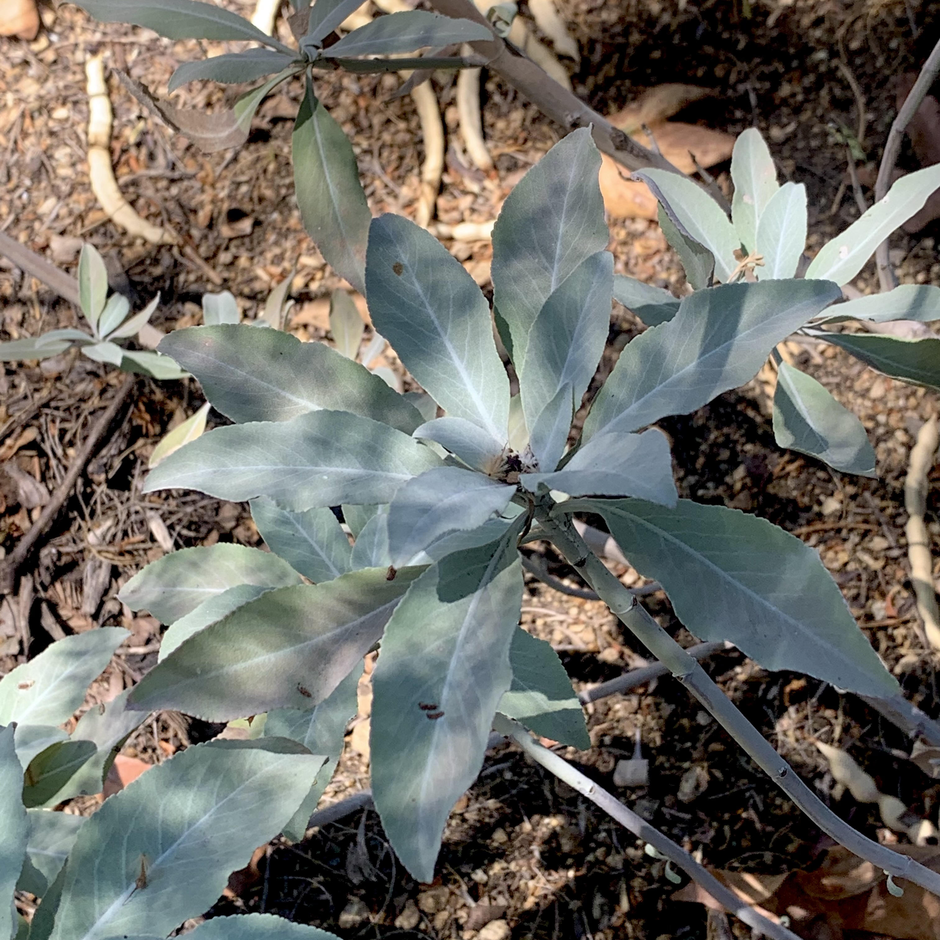 Salvia apiana